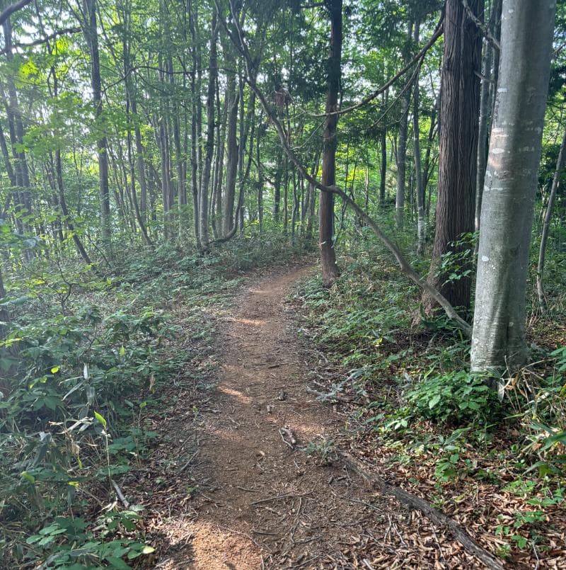 茂倉新道の樹林帯