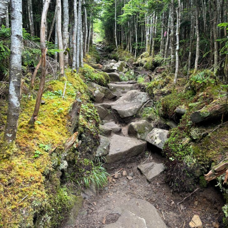 中山展望台への登山道