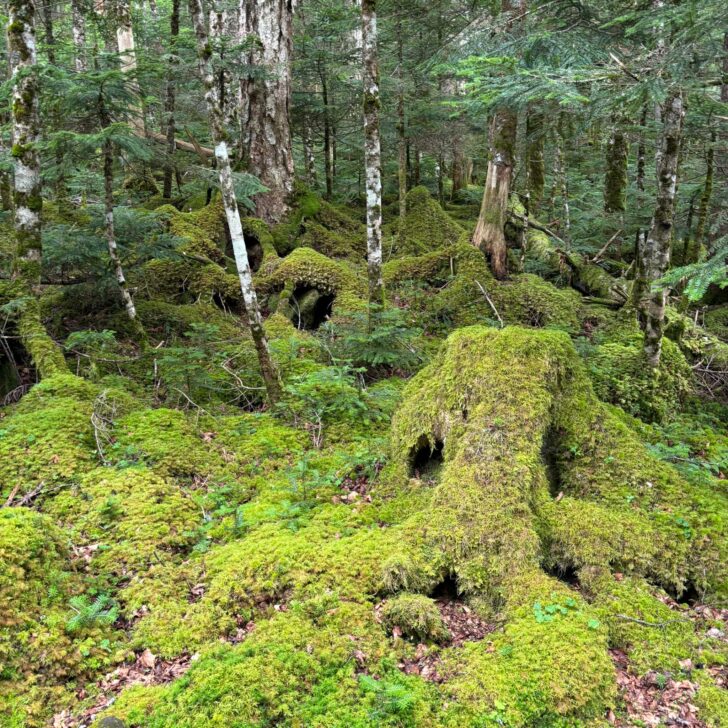 北八ヶ岳の苔