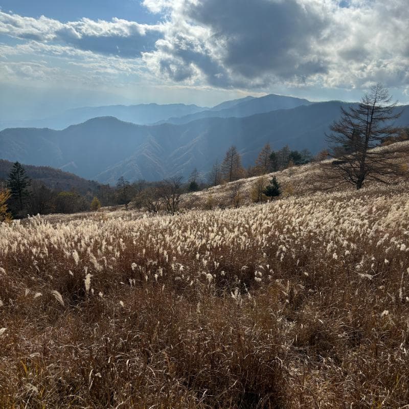 扇平のすすき野