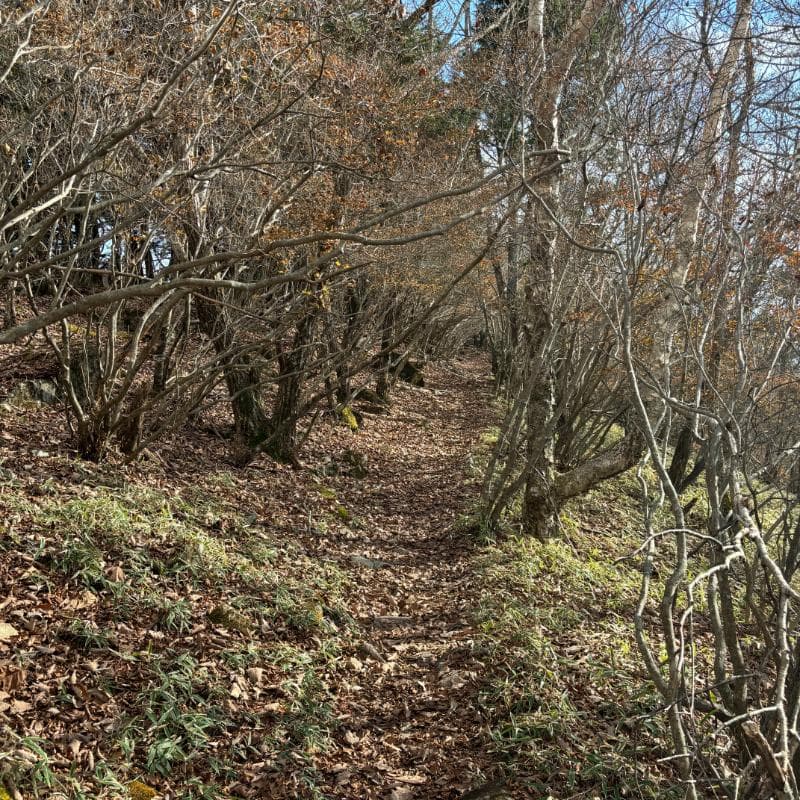 道満尾根の登山道