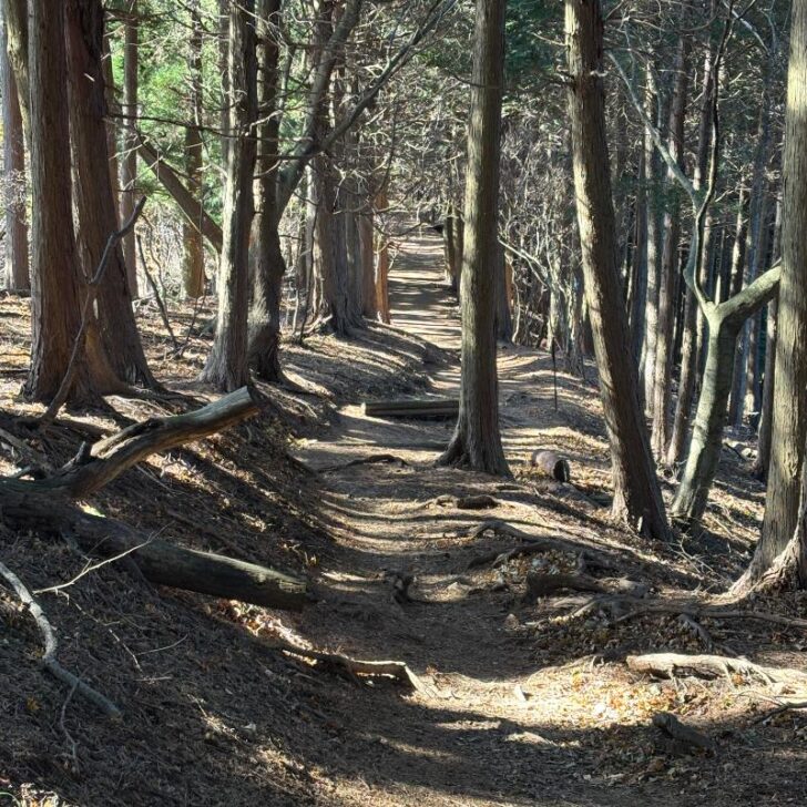 歩きやすい登山道