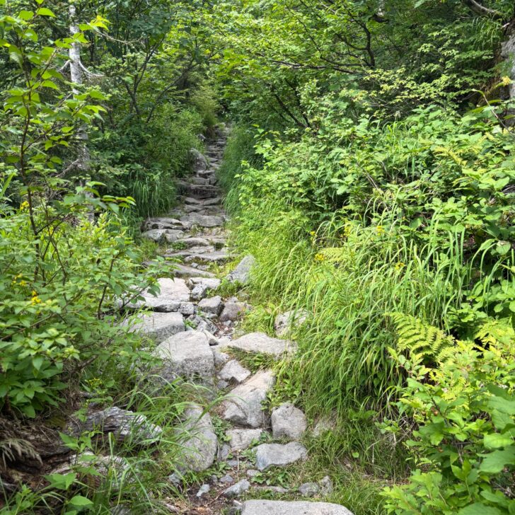 樹林帯