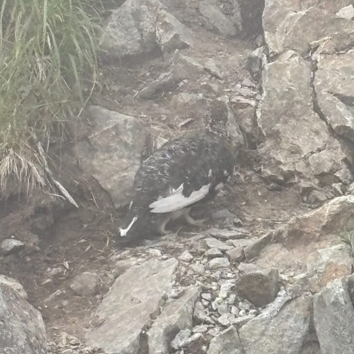 登山道にいる雷鳥