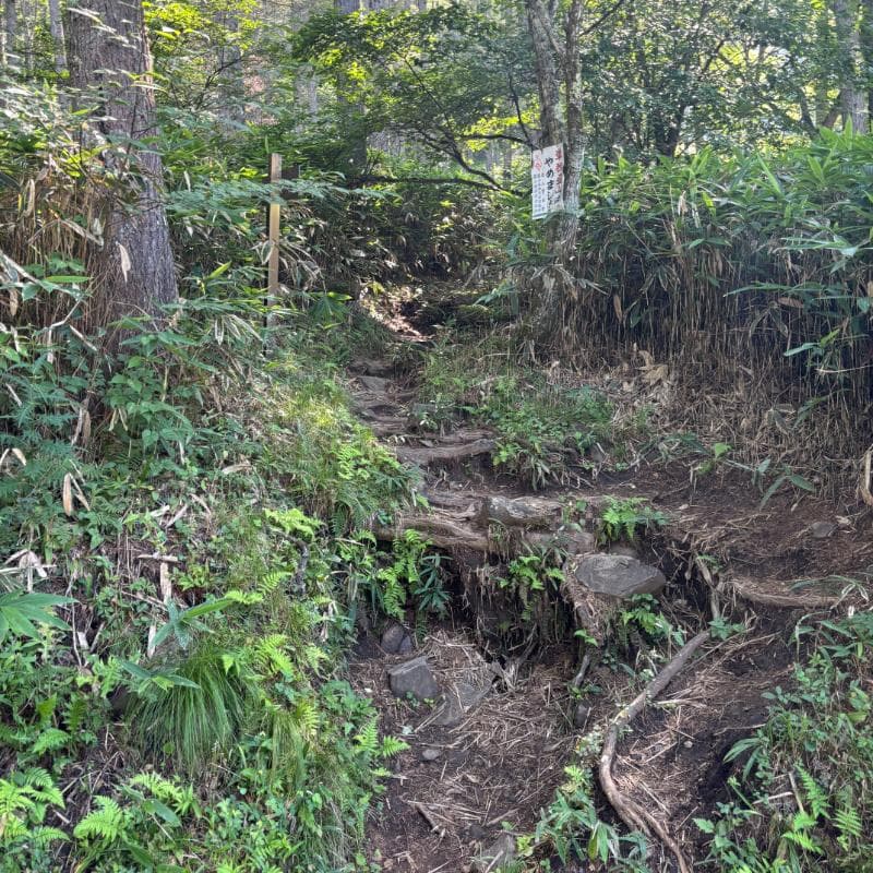 登り始めの登山道
