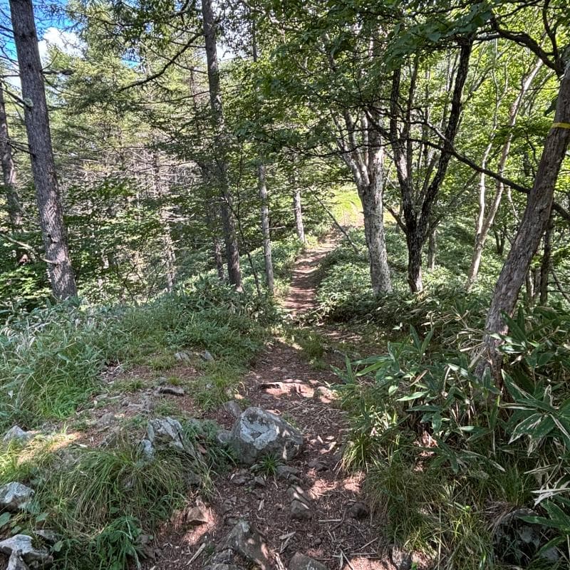 石丸峠手前の樹林帯