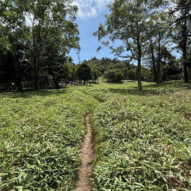 無人の登山道