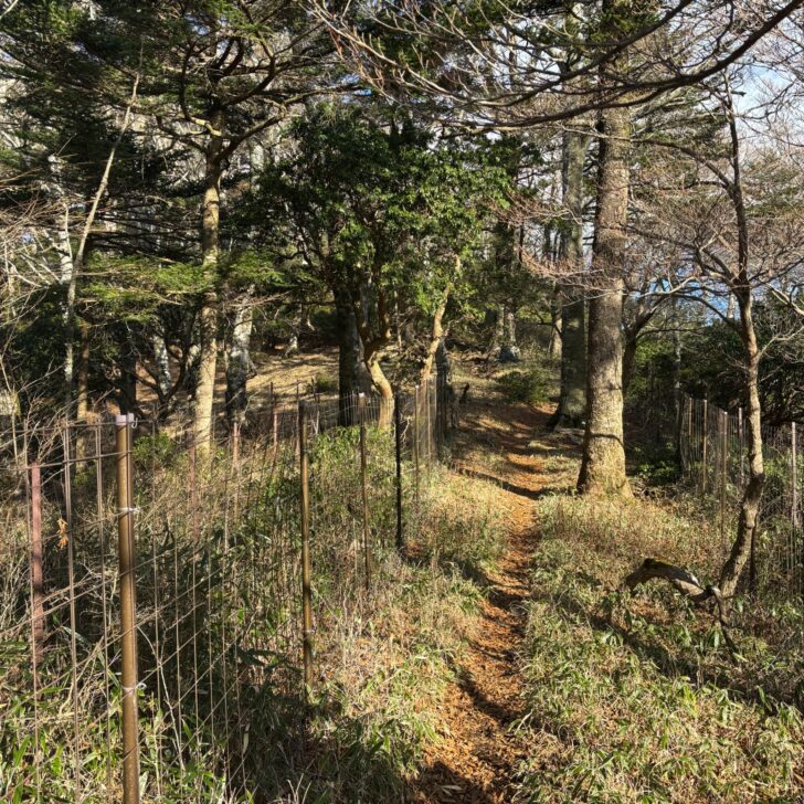 フェンス沿いのルート