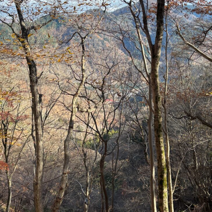 樹々の間から見える宮ケ瀬湖