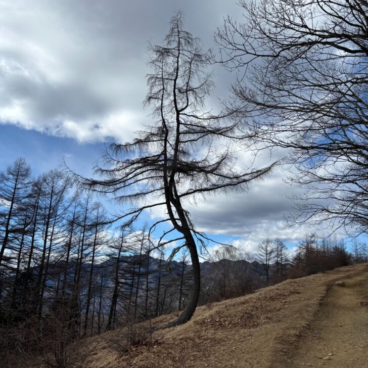 ダンシングツリー