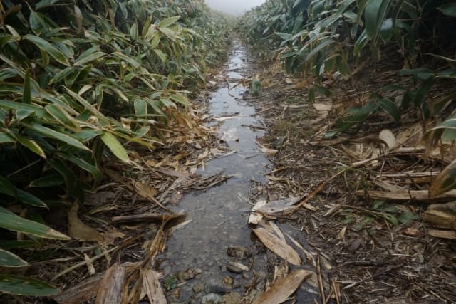 雨の登山道