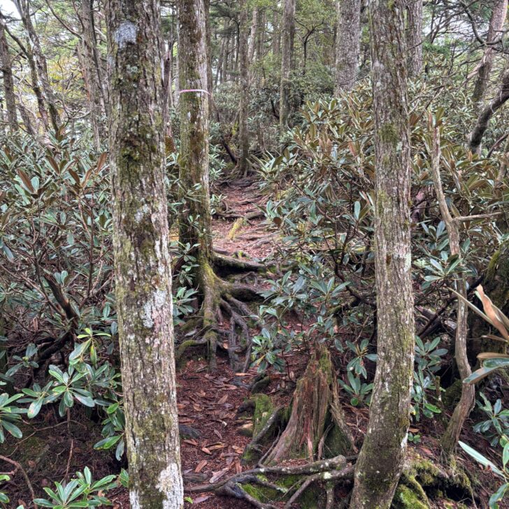 不明瞭な登山道